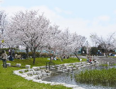 羽ノ浦桜づつみ公園