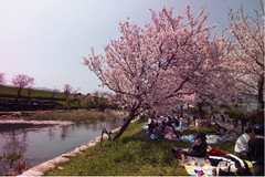 羽ノ浦桜づつみ公園