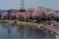 羽ノ浦桜づつみ公園